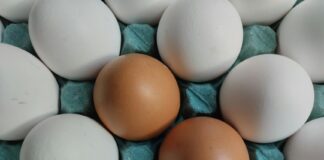 Najlepsze źródła białka dla dzieci w diecie maluchów Wideokadr prezentujący różnorodne potrawy bogate w białko, idealne jako najlepsze źródła białka dla dzieci